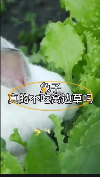 清朝红顶商人胡雪岩曾承诺不吃朋友的妻子,但后来却将其纳妾,引发了“兔子不吃窝边草”的下半句“窝边有草,何必东奔西跑”。这句俗语讽刺了那些挖别人墙角的人,揭示了人性的丑恶。#句句都是大实话