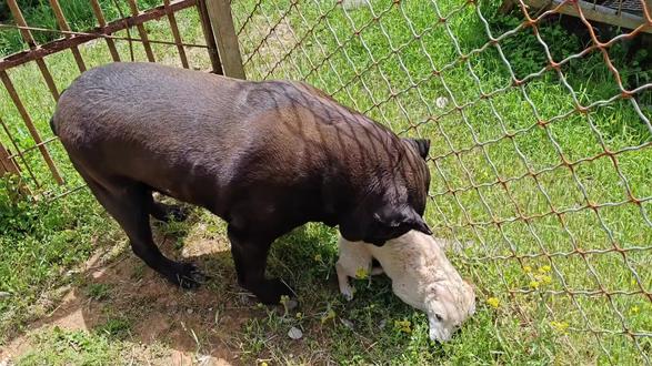 给田园犬介绍100多斤猛犬认识