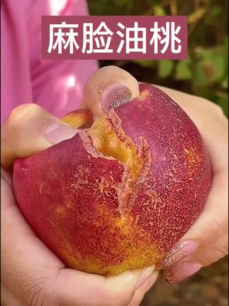 大连麻脸油桃,又大又脆又甜的,现摘现发超新鲜#麻脸油桃#丑桃#黄肉油桃#三农#桃子
