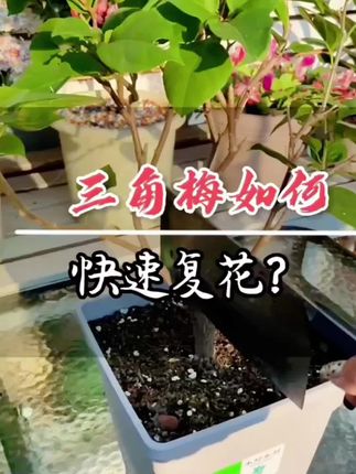 开过花的三角梅,如何快速复花? #养花 #分享家庭养花知识 #绿植花卉#磷酸二氢钾