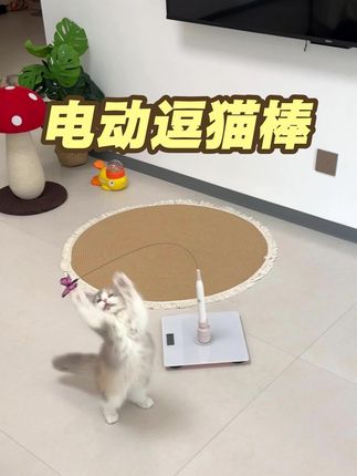 就喜欢这种自动逗猫玩具,省心还可以把猫咪精力消耗光,省的半夜跑酷了#萌宠 #猫玩具 #逗猫神器