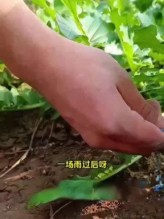 蜗牛,蛞蝓,鼻涕虫,福寿螺,就用四聚乙醛来对付,效果好又安全!#四聚乙醛颗粒剂 #蜗牛克星 #软体动物克星 #四聚乙醛蜗牛药 #四聚乙醛