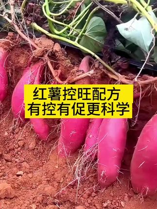 红薯控旺配方,控促结合更科学#红薯控旺 #控旺 #红薯种植