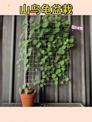 #山乌龟 #爬藤植物 #绿植花卉 精选红藤山乌龟室内盆栽云南多肉块根植物金不换盆景圆叶庭院爬藤#盆栽 #庭院绿植
