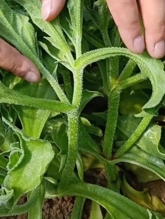 水晶冰菜种子非洲冰草春季露地栽培可盆栽