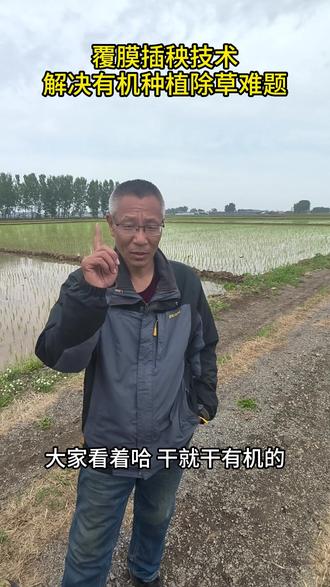 干就干有机的!头回见这么好的东西!全是好处! #生态覆膜米不打除草剂#全生物降解地膜#心系三农服务三农#水稻种植#绿色农业