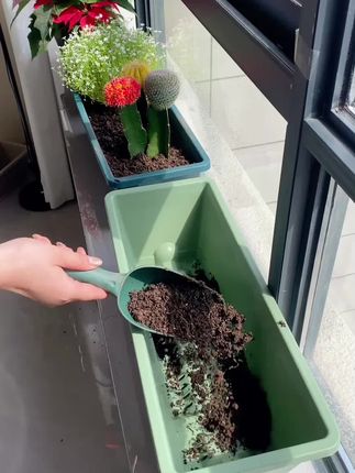 #种花种菜盆#花开富贵好运来 #花卉绿植 #种花