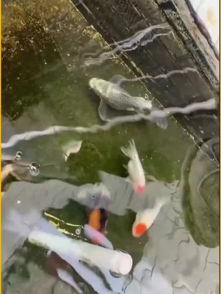 #宗庆后 #宗馥莉遗产案最新进展