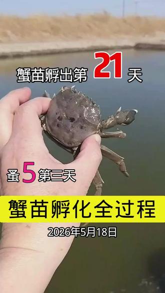 盘锦生态蟹苗孵化#大眼幼体#红海滩蟹苗#蟹苗孵化