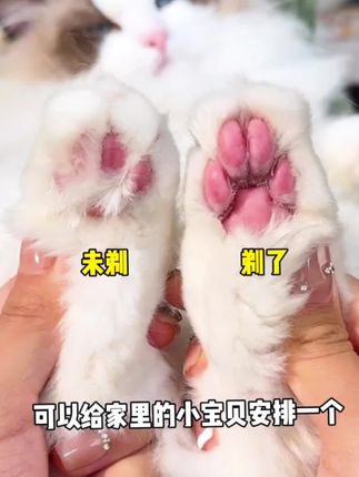 猫咪的脚脚也是需要透气的,毛多了又容易闷又打滑,就用这个推子给毛孩子清理就很好!#萌宠好物 #剃毛器#养猫新手 #宠物出道计划 #宠物用品