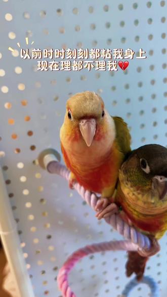 这下好了,我是我多余了#不要养两只小太阳鹦鹉 #鹦鹉鹦鹉萌萌哒斗鹦鹉