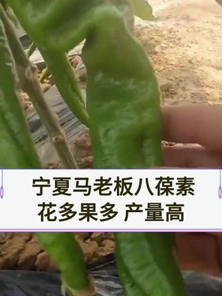 宁夏马老板喷了八葆素花多果多产量高 #辣椒种植 #辣椒促花 #辣椒高产 #八葆素