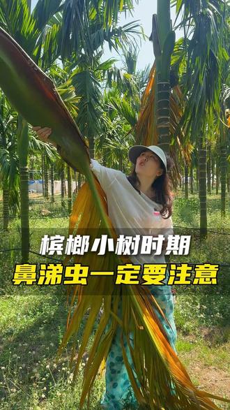 槟榔小树时期|鼻涕虫一定要注意! #槟榔管家 #榔中郎 #槟榔种植 #防虫 #高产