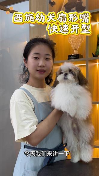 如何简单几步学会西施扇形嘴#西施 #宠物美容造型 #宠物美容师