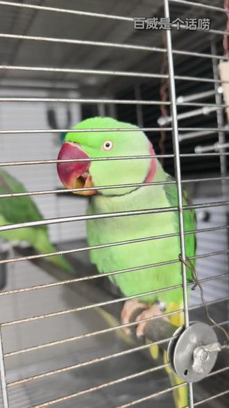 #鹦鹉说话 #养鸟经验分享
百威应该是全网话最多的亚力山大了