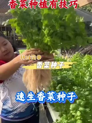 种草这款速生香菜种子,种植简单,收获满满绿意!无论是阳台还是小院,都能轻松拥有新鲜香菜。#抖音助农 #好物推荐🔥 #生活小妙招每日更新 🌱🌿