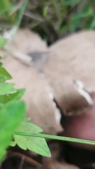 #美食天天有想吃跟我走 鸡枞菌汤爽心爽口