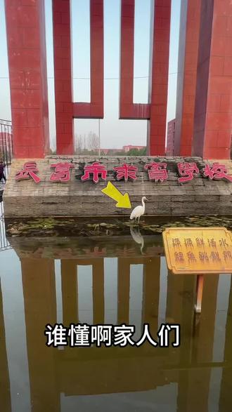 再发一条,白鹭干饭视频#学校 #鸟类实拍