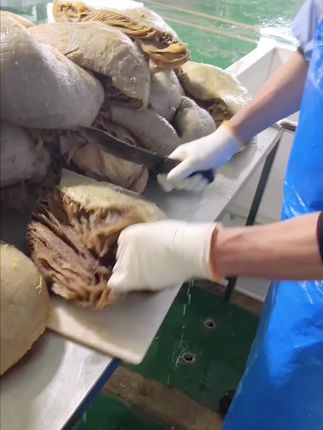 抢疯了抢疯了!买三斤送两斤新鲜毛肚底板丝活动来啦!超便宜超划算!趁有货赶紧抢几单!抢到就是赚到!#毛肚#毛肚火锅#毛肚的正确吃法#千层肚#新鲜食材让您吃得放心