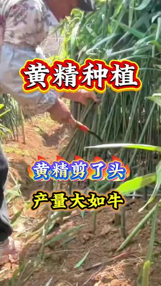 黄精剪了头,产量大如牛#黄精种植#药材种植#药材施肥#返青肥