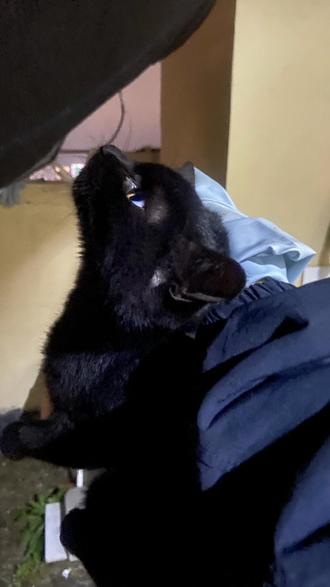成功救下一只24楼被困小黑猫🐈⬛