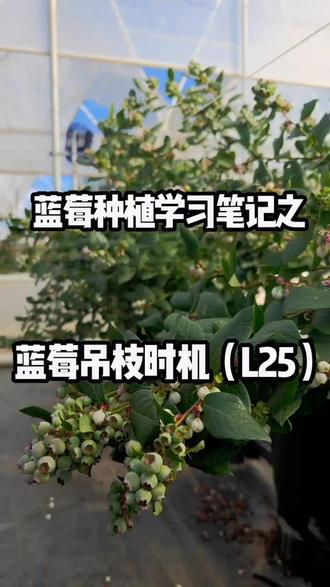 #热门 蓝莓吊枝正当时!这份种植笔记别错过 #蓝莓#蓝莓种植#三农#回乡创业