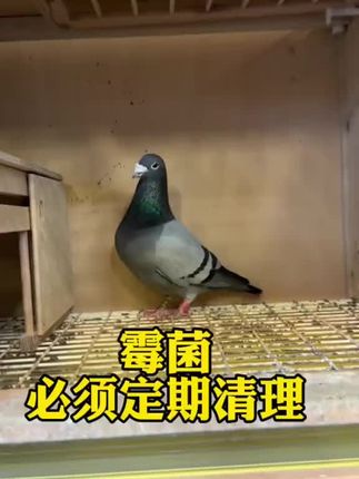 #创作者中心 #创作灵感 #职业赛鸽 #赛鸽比赛 #念珠菌