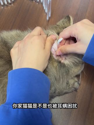 这清洁棉签也太方便了,以前给猫洗耳朵,鸡飞狗跳,还甩我一脸,多毛家庭还不会交叉感染#萌宠出道计划#新手养猫