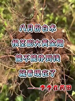 #药材种植#农业种植#中药材市场#中药材种植基地#增产增收才是硬道理