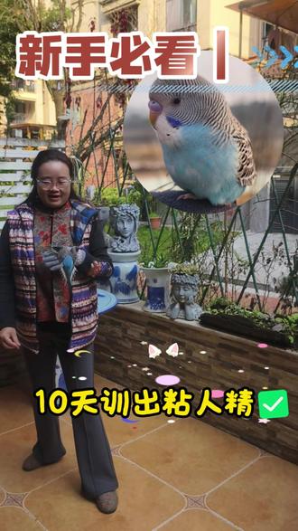 新手必看(10天训出粘人精) #虎皮鹦鹉 #蓝虎皮 #手养鹦鹉 #鹦鹉训练 #养鸟日记 #新手养鸟