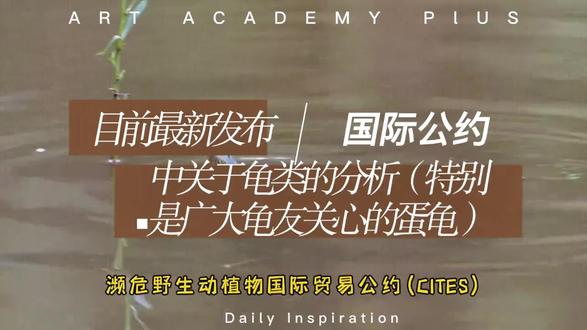 关于近期CITES 对龟类的修订话题#养龟日常 #养龟日常 #龟龟🐢 #龟 #龟宠时代