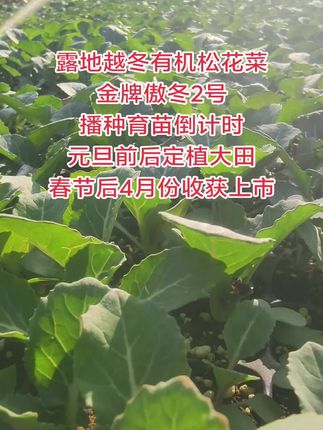 露地越冬有机松花菜播种育苗倒计时#农业种植 #优质种苗 #抖音助农 #三农 #抖音助农扶农