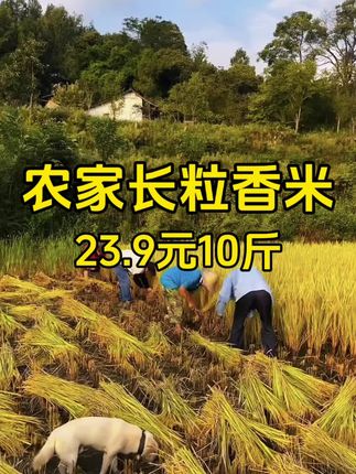 来尝尝我家这个大米,很好吃的哦#大米 #长粒香米 #猫牙米
