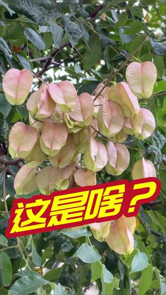 乡间无杂草,认识全是宝。
栾树#栾树 #栾树花 #栾树果 ##你的家乡有这种植物吗#植物科普 #中草药 #宏济堂智慧中药房