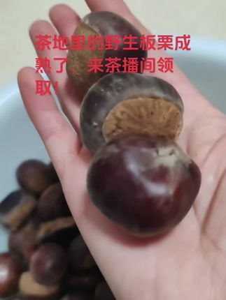 #大自然的馈赠 #新鲜采摘 #板栗 #安吉白茶原产地 西干里安吉白茶