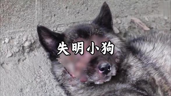 不爱请别伤害,支持虐待动物入刑#可怜的狗狗 #狗 #小狗🐶 #可怜小狗 #短视频变现