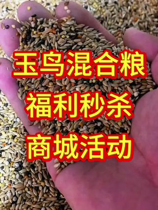 #萌宠出道计划 #养鸟经验分享 #玉鸟#鸟粮#养鸟