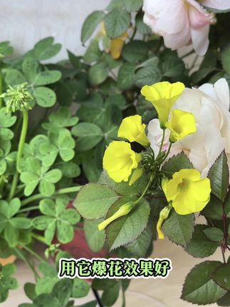 #花多多 #水溶肥 #花肥 花多多养花好使很多人都知道#爱生活爱养花 #家庭种植
