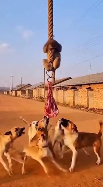 猴子:来时候好好的,回不去了! #动物 #狗 #猴子