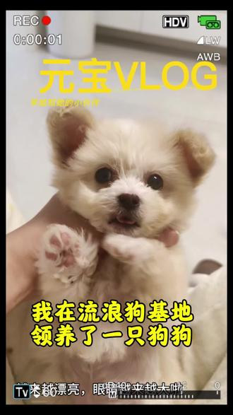 元宝来我家已经一个月啦,这是一条关于我在流浪狗基地领养了一只小狗的故事🐶#领养代替购买#汉中流浪狗救助站 #汉中流浪狗基地