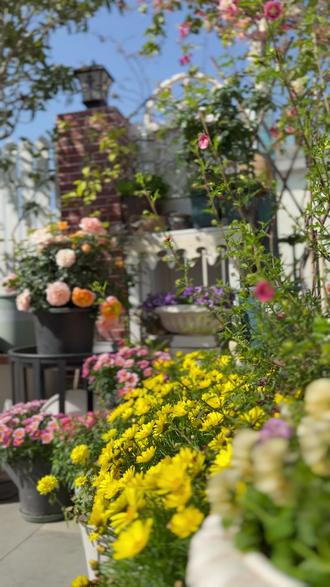 两广花友春日必修课:翻盆前先做好这三件 最近天气回暖,花园里的植物都开始冒新芽了,不少花友都琢磨着要给植物换盆换土。
不过在我们两广地区,春天来得快,植物生长节奏也快。有些事,其实比急着换盆更重要。今天想和大家聊聊,开春我最先做的三件事:清理、备肥与施药。把这些基础打好,后面大半年打理花园会省心很多。 #露台花园 #养花人的乐趣 #花园生活 #养花小知识 #施肥技巧