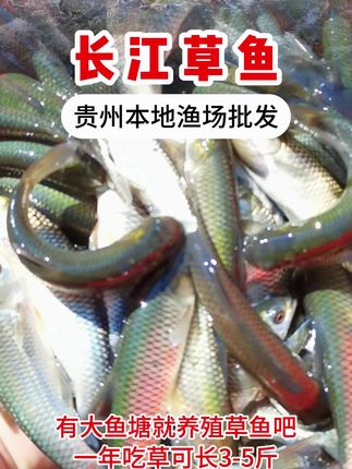 长江草鱼苗,可套养,一亩塘自然散养300-500条 #草鱼   #四大家鱼养殖 #水产养殖 #水产人