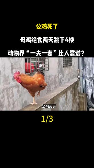 公鸡死了,母鸡绝食两天跳下4楼,动物界“一夫一妻”比人靠谱?