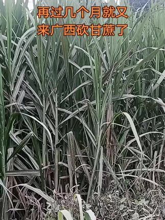 今年79年,43岁,老是老了点,还有没有喜欢的。