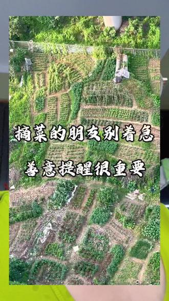 常有邻居来摘我家菜,我们并不介意,真心提醒大家:蔬菜已打药,千万别给孩子吃,想吃请等雨后或过段时间再来#菜地提醒 #邻里之间 #食品安全 #自家菜地 #温馨提示
