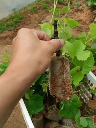 葡萄苗,基地直发带土发货,南北方均可种植 #蓝宝石葡萄苗@巨峰葡萄苗@阳光玫瑰葡萄苗#三农种植