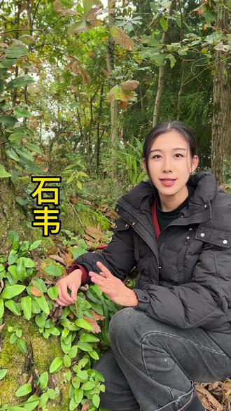 石韦一种长在石头上的植物,你们的家乡还有这种植物吗#植物