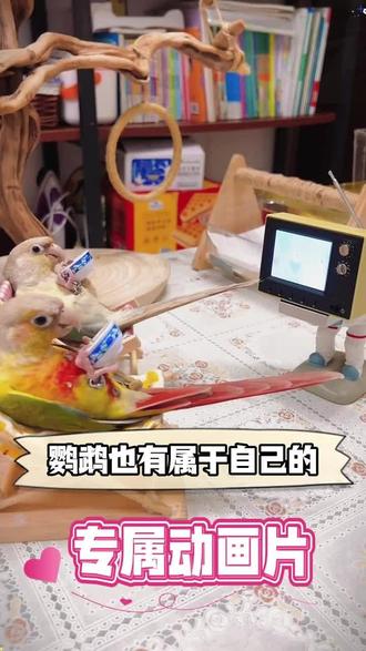 #养鹦鹉 你知道鹦鹉也有属于自己的专属动画片吗#鹦鹉 #鹦鹉鹦鹉萌萌哒逗鹦鹉 #鹦鹉看电视 #鹦鹉小白 @抖音小助手 @抖音创作灵感