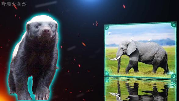 蜜獾:刀枪不入的物理防御、百毒不侵的魔法抗性 #蜜獾 #蜜獾平头哥 #动物科普知识 #动物的生存法则