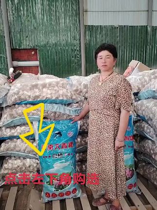 济南大青稞种子培育基地原种#优质农产品 #源头好货 #源头实力厂家